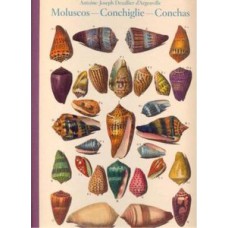 Moluscos - conchiglie - conchas