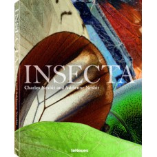 Insecta