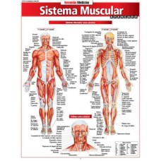 RESUMÃO MEDICINA - SISTEMA MUSCULAR AVANÇADO