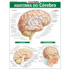 RESUMÃO MEDICINA - ANATOMIA DO CÉREBRO